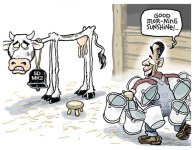 5dmk2 cow.jpg