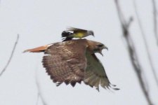 20090930__kingbird.hawk~p1.jpg