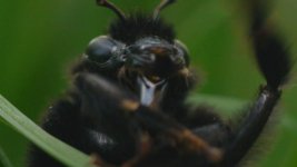 Macro2.jpg