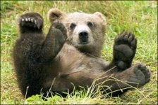 brown_bear_3.jpg brown_bear_3.jpg