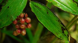 Berries_1000a.jpg