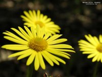 flower-5.jpg