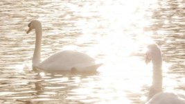 Swans-framegrab1.jpg Swans-framegrab1.jpg