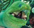 Green Moray Eel.jpg
