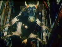 cow.JPG
