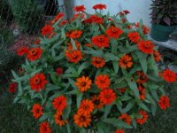 fall flowers for charli.jpg