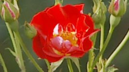 flower 422.jpg flower 422.jpg
