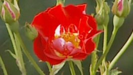 flower 420.jpg flower 420.jpg