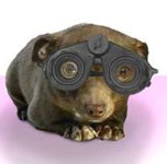 Chiwoggles copy.jpg