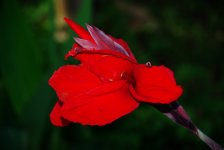 flowerjpg.JPG