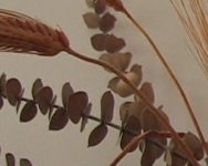 SD frame crop scaled.jpg