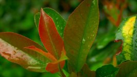 XF100 color grade 2.jpg XF100 color grade 2.jpg