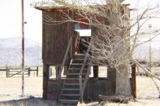 treehouse13.jpg
