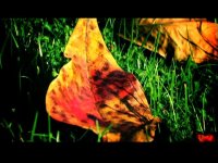 leaves.jpg