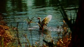 duckwings.jpg