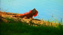 iguana.jpg