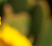 Capture.JPG
