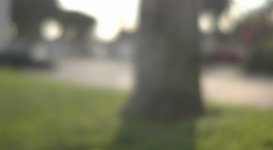 letus35fe_tree_bokeh_on.jpg