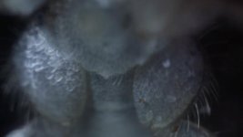 Macro Nahoha_7.jpg