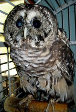 owl lovea.jpg