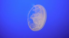 jelly-grab.jpg jelly-grab.jpg