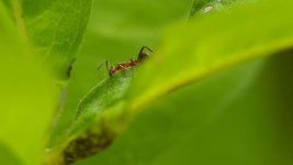 Zombie-Ants_K2.jpg