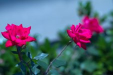 IMG_4426.jpg