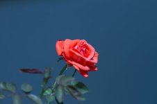 IMG_4428.jpg