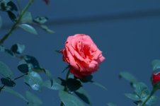 IMG_4429.jpg