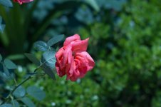 IMG_4430.jpg