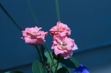 IMG_4427.jpg