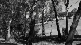 noirtrees1.jpg