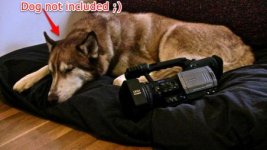 DVX100-dog-final.jpg