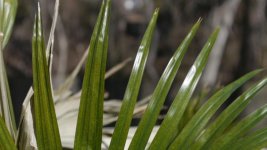 leaf_25mm_f1.4.jpg