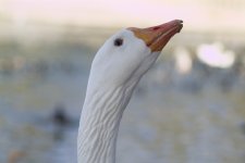 jduck-aj.jpg