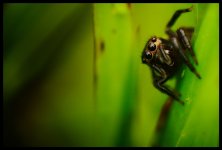 Spider_Large_Print.jpg