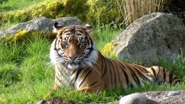 tiger-lq.jpg