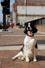 downtown_dog.jpg