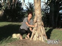 FLorida Palm Trees.jpg