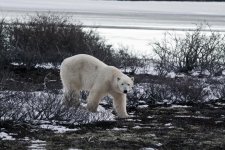 james_carpenter__churchill__bear_tundra_walking__1800x1200.jpg james_carpenter__churchill__bear_tundra_walking__1800x1200.jpg