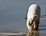 james_carpenter__churchill__bear_ice_walking_crop__1500x1200.jpg james_carpenter__churchill__bear_ice_walking_crop__1500x1200.jpg