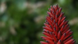 flower_sgpro_50mm_1.4.jpg