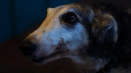 dog.jpg