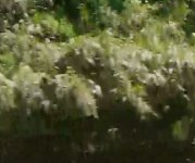 blocky_crop.jpg