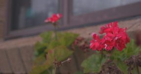 Flower 1.jpg Flower 1.jpg