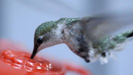 Hummingbird.jpg