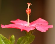 Hibiscus.jpg