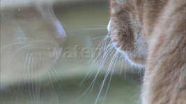watermark 2.jpg