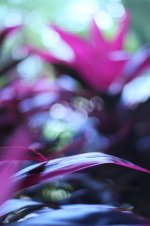 img0052cf.jpg