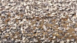 KlamathBirds35e.jpg KlamathBirds35e.jpg